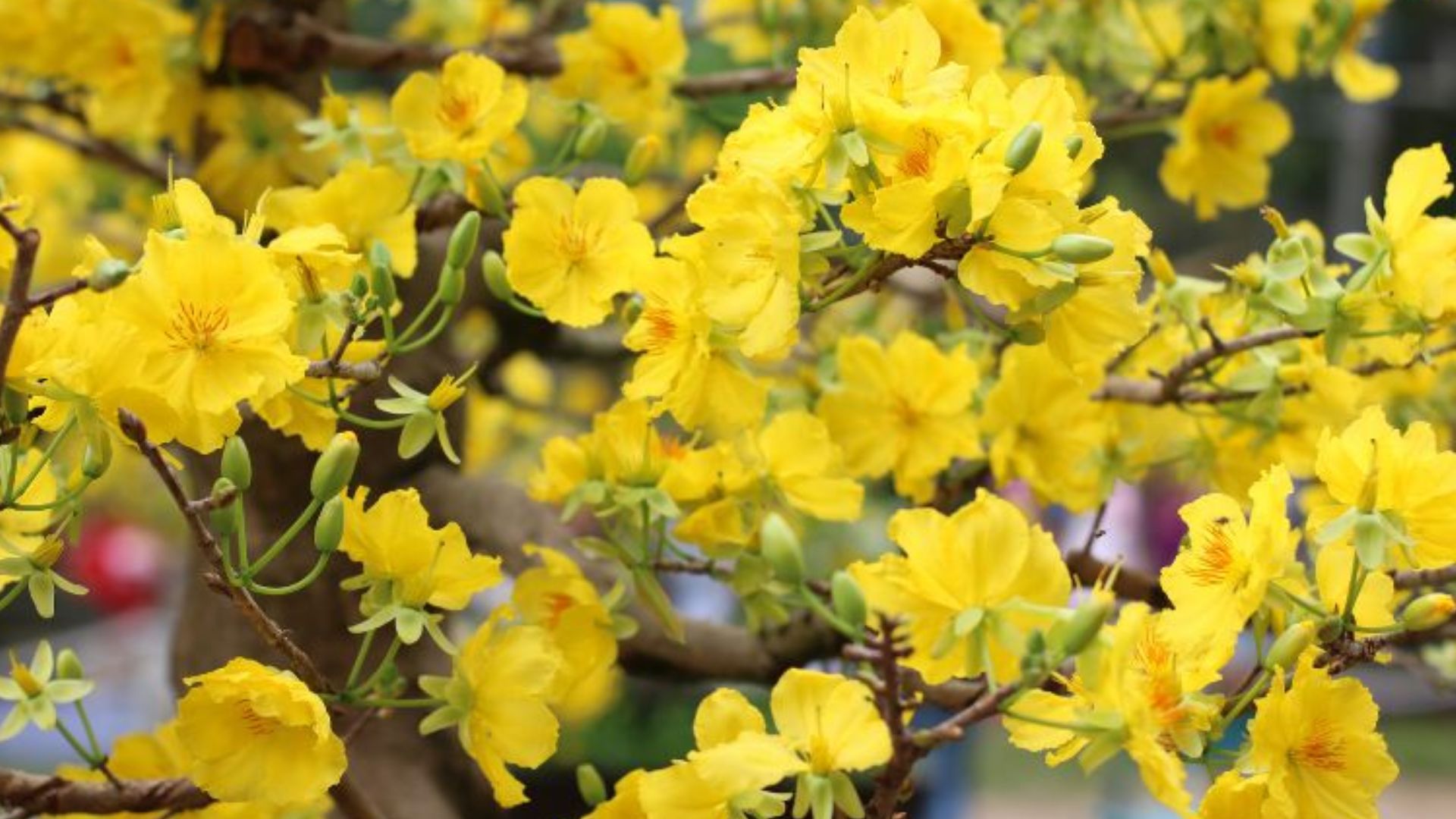 Tổng Quan Về Hoa Mai